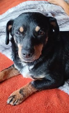 Ela – Mischling, Weibchen, 1 Monat, 70195 Stuttgart-Botnang – Foto 2