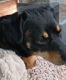 Ela – Mischling, Weibchen, 1 Monat, 70195 Stuttgart-Botnang – Foto 3