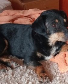 Ela – Mischling, Weibchen, 1 Monat, 70195 Stuttgart-Botnang – Foto 5