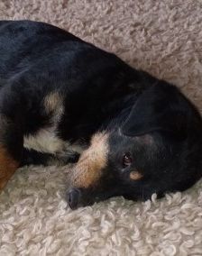 Ela – Mischling, Weibchen, 1 Monat, 70195 Stuttgart-Botnang – Foto 6