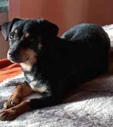 Ela – Mischling, Weibchen, 1 Monat, 70195 Stuttgart-Botnang – Foto 7