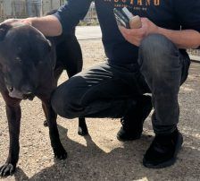 Duda – Shar-Pei/ Labrador-Mischling, Männchen, 38 Monate, Nordic Strays e.V. – Foto 2