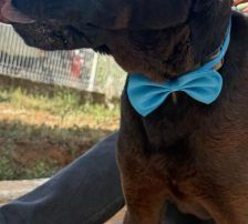 Duda – Shar-Pei/ Labrador-Mischling, Männchen, 38 Monate, Nordic Strays e.V. – Foto 3