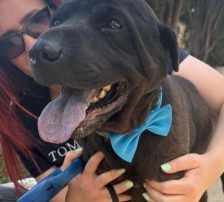 Duda – Shar-Pei/ Labrador-Mischling, Männchen, 38 Monate, Nordic Strays e.V. – Foto 4