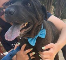 Duda – Shar-Pei/ Labrador-Mischling, Männchen, 38 Monate, Nordic Strays e.V. – Foto 5