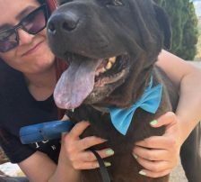 Duda – Shar-Pei/ Labrador-Mischling, Männchen, 38 Monate, Nordic Strays e.V. – Foto 6