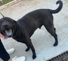 Duda – Shar-Pei/ Labrador-Mischling, Männchen, 38 Monate, Nordic Strays e.V. – Foto 7