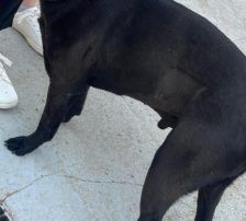 Duda – Shar-Pei/ Labrador-Mischling, Männchen, 38 Monate, Nordic Strays e.V. – Foto 8
