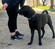 Duda – Shar-Pei/ Labrador-Mischling, Männchen, 38 Monate, Nordic Strays e.V. – Foto 9