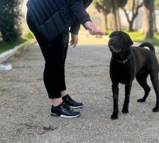 Duda – Shar-Pei/ Labrador-Mischling, Männchen, 38 Monate, Nordic Strays e.V. – Foto 10