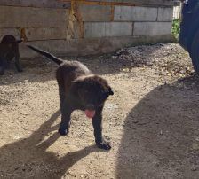Hugi – Mischling, Männchen, Alter unbekannt, Nordic Strays e.V. – Foto 2