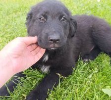 Hugi – Mischling, Männchen, Alter unbekannt, Nordic Strays e.V. – Foto 3