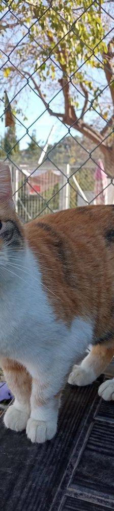 Katy – Europäisch Kurzhaar, Weibchen, 8 Jahre, 65520 Bad Camberg – Foto 5