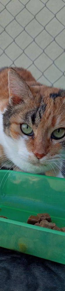 Katy – Europäisch Kurzhaar, Weibchen, 8 Jahre, 65520 Bad Camberg – Foto 6