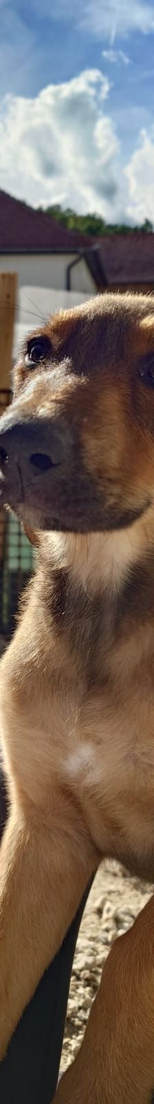 Casperi – Mischling, Männchen, Alter unbekannt, Nordic Strays e.V. – Foto 1