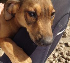 Casperi – Mischling, Männchen, Alter unbekannt, Nordic Strays e.V. – Foto 2