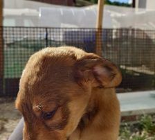 Casperi – Mischling, Männchen, Alter unbekannt, Nordic Strays e.V. – Foto 3
