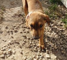 Casperi – Mischling, Männchen, Alter unbekannt, Nordic Strays e.V. – Foto 4