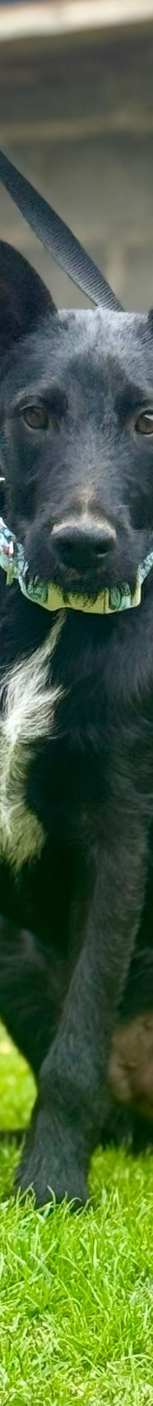 Casperi – Mischling, Männchen, Alter unbekannt, Nordic Strays e.V. – Foto 5