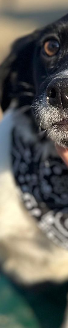 Casperi – Mischling, Männchen, Alter unbekannt, Nordic Strays e.V. – Foto 6