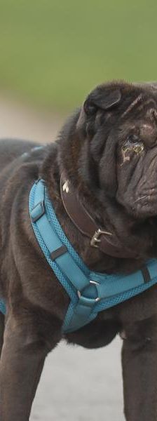 Dexter – Shar Pei, Männchen, 5 Jahre 3 Monate, 45141 Essen – Foto 1