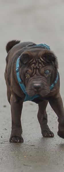 Dexter – Shar Pei, Männchen, 5 Jahre 3 Monate, 45141 Essen – Foto 3