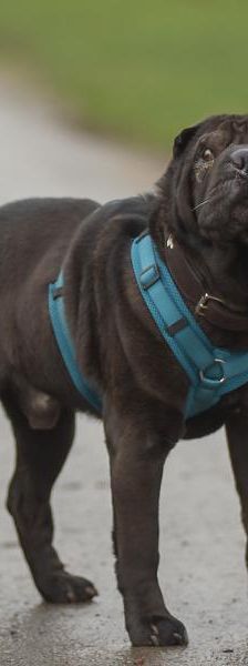 Dexter – Shar Pei, Männchen, 5 Jahre 3 Monate, 45141 Essen – Foto 4