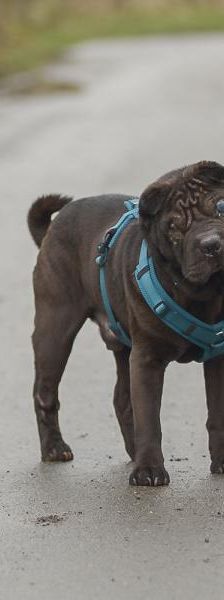 Dexter – Shar Pei, Männchen, 5 Jahre 3 Monate, 45141 Essen – Foto 5