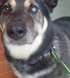 Michi – Husky-Corgi-Mix, Männchen, 8 Jahre 7 Monate, 13057 Berlin – Foto 1