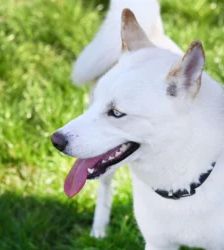 Arktis – Siberian Husky Mix, Männchen, 1 Jahr 2 Monate, 13057 Berlin – Foto 2