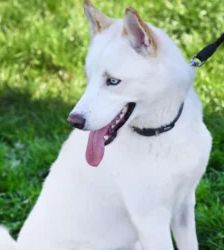 Arktis – Siberian Husky Mix, Männchen, 1 Jahr 2 Monate, 13057 Berlin – Foto 3
