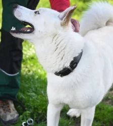Arktis – Siberian Husky Mix, Männchen, 1 Jahr 2 Monate, 13057 Berlin – Foto 4
