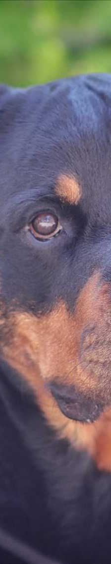 ARNI – Rottweiler, Männchen, 6 Jahre 8 Monate, 81829 München – Foto 1