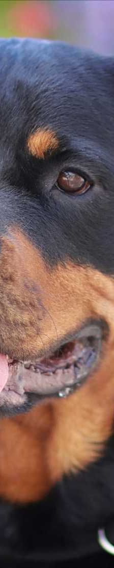 ARNI – Rottweiler, Männchen, 6 Jahre 8 Monate, 81829 München – Foto 2