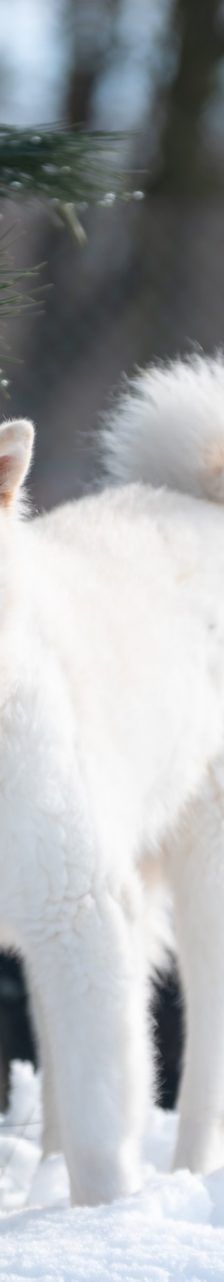 Haschiko – Akita Inu – Mischling, Männchen, 10 Jahre, 97525 Schwebheim – Foto 1