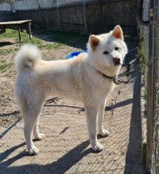 Haschiko – Akita Inu – Mischling, Männchen, 10 Jahre, 97525 Schwebheim – Foto 2