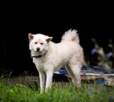 Haschiko – Akita Inu – Mischling, Männchen, 10 Jahre, 97525 Schwebheim – Foto 3