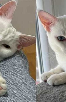 Pasha – Angora-Mix, Männchen, 9 Monate, 82031 Grünwald – Foto 1