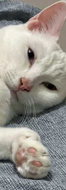 Pasha – Angora-Mix, Männchen, 9 Monate, 82031 Grünwald – Foto 3