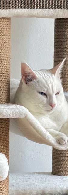 Pasha – Angora-Mix, Männchen, 9 Monate, 82031 Grünwald – Foto 4