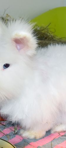 Winni und Wuschel – Angora-Zwergkaninchen, Männchen, Alter unbekannt, 90537 Feucht – Foto 1