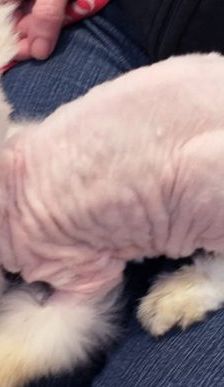 Winni und Wuschel – Angora-Zwergkaninchen, Männchen, Alter unbekannt, 90537 Feucht – Foto 2