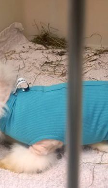 Winni und Wuschel – Angora-Zwergkaninchen, Männchen, Alter unbekannt, 90537 Feucht – Foto 3