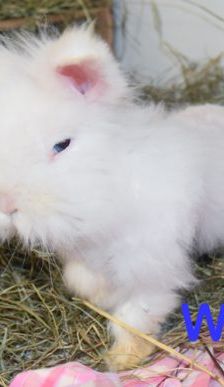 Winni und Wuschel – Angora-Zwergkaninchen, Männchen, Alter unbekannt, 90537 Feucht – Foto 4