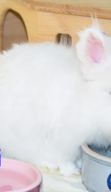 Winni und Wuschel – Angora-Zwergkaninchen, Männchen, Alter unbekannt, 90537 Feucht – Foto 5