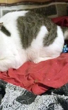 Venus – Europäisch Kurzhaar, Weibchen, 1 Jahr 6 Monate, 65520 Bad Camberg – Foto 11
