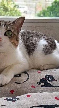 Venus – Europäisch Kurzhaar, Weibchen, 1 Jahr 6 Monate, 65520 Bad Camberg – Foto 13