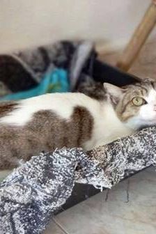 Venus – Europäisch Kurzhaar, Weibchen, 1 Jahr 6 Monate, 65520 Bad Camberg – Foto 4