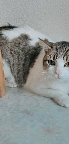 Venus – Europäisch Kurzhaar, Weibchen, 1 Jahr 6 Monate, 65520 Bad Camberg – Foto 6