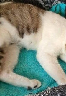 Venus – Europäisch Kurzhaar, Weibchen, 1 Jahr 6 Monate, 65520 Bad Camberg – Foto 7